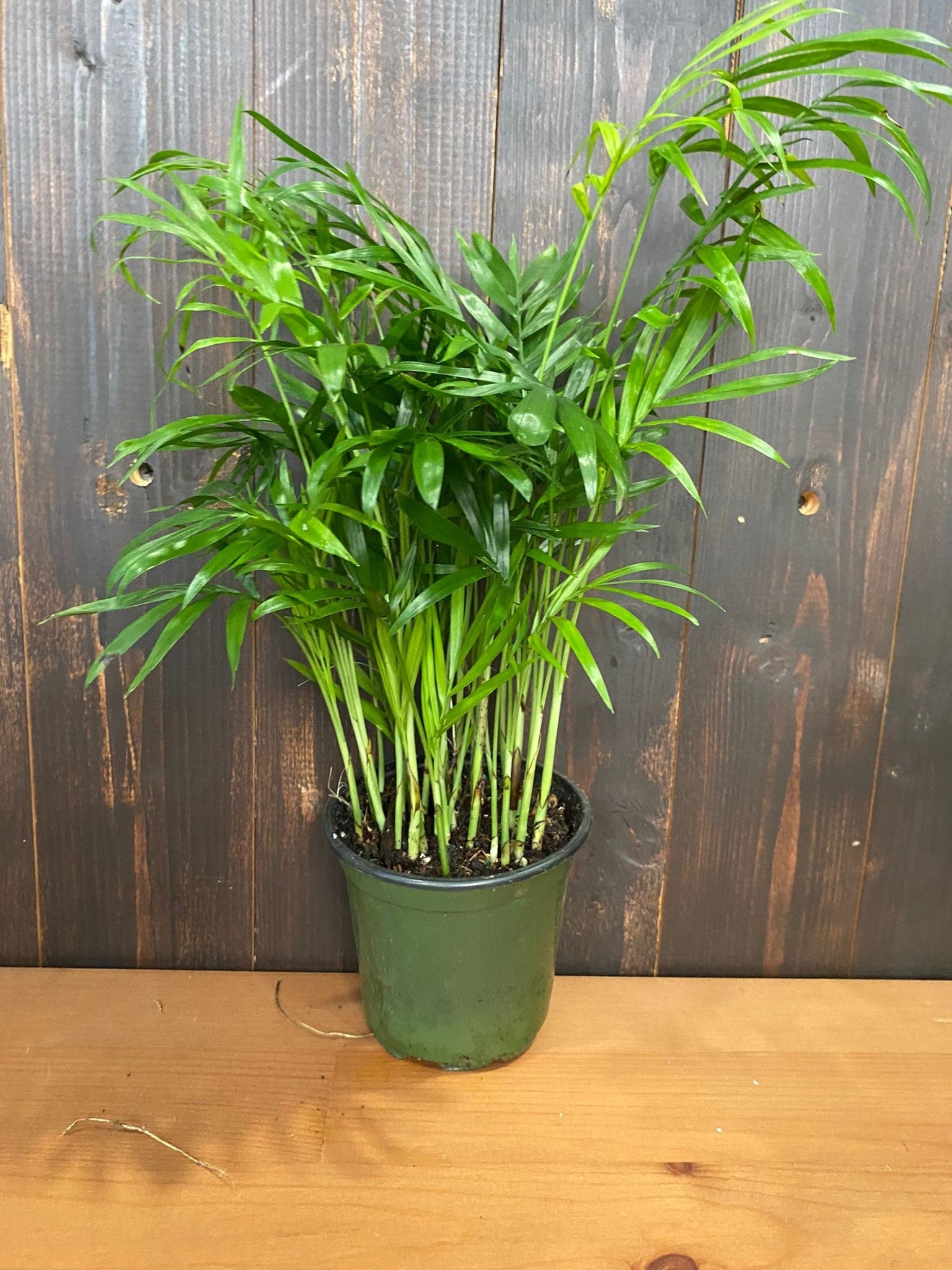 4" Neathe Bella Palm